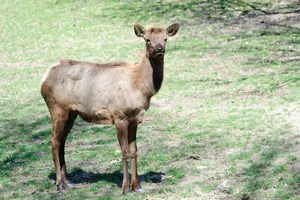Olympia the Roosevelt elk, Queens Zoo