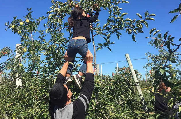 father lifting young daughter to pick apples