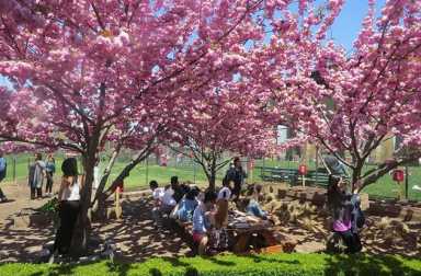 randalls-island-cherry-blossom-fest