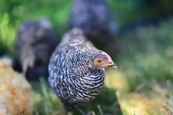 randall's island chickens