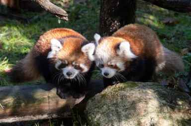 red-pandas-debut