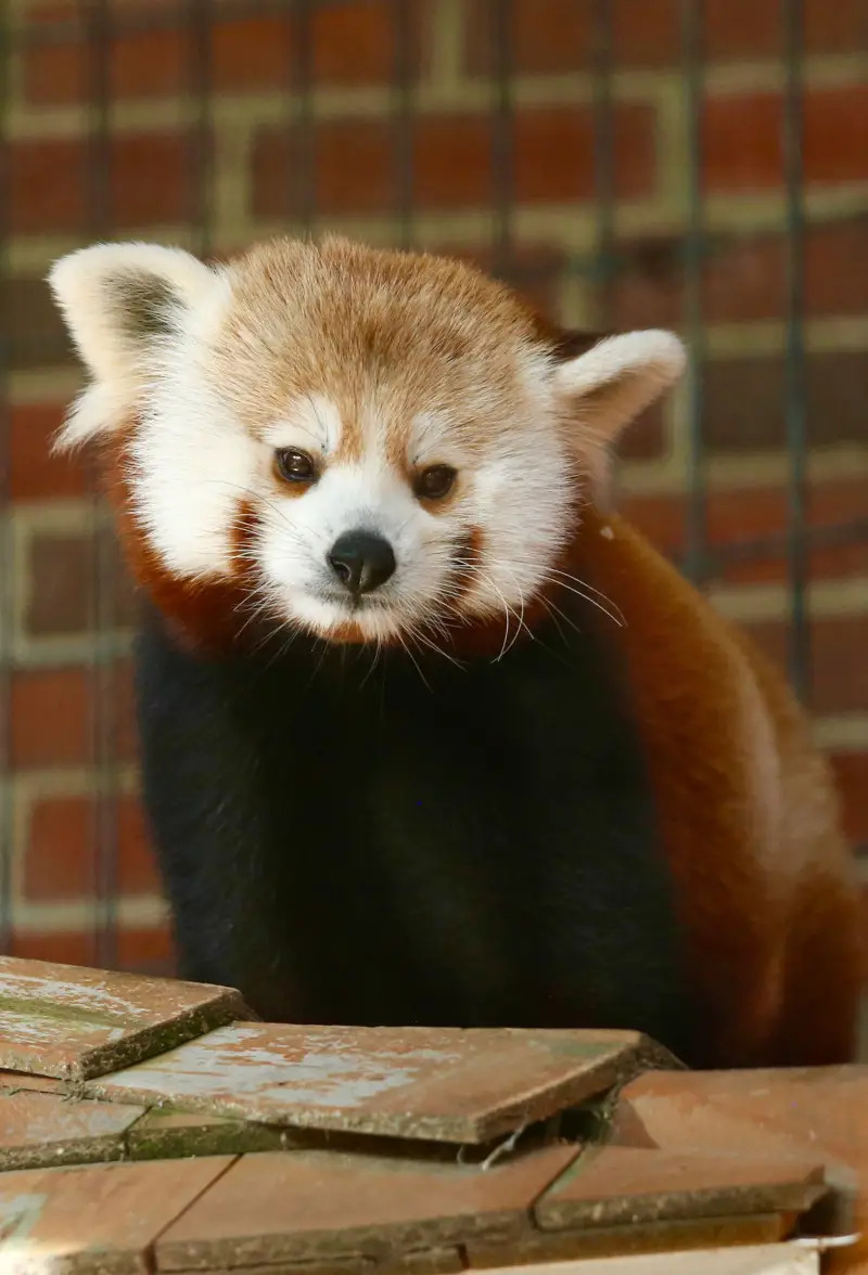 red panda