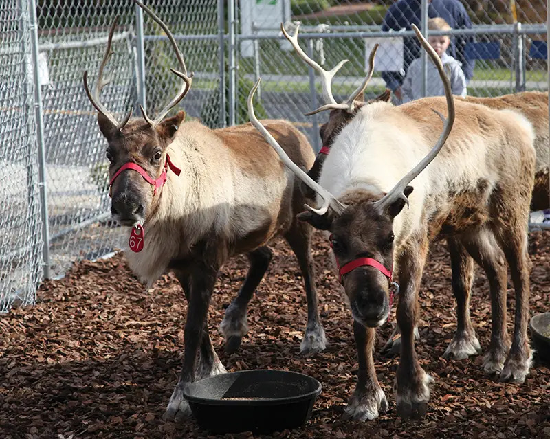 reindeer