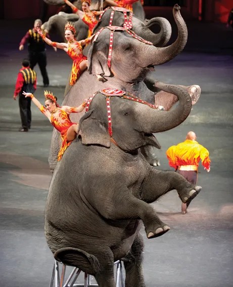 ringling bros circus built to amaze