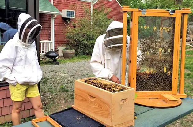 rye nature center hives