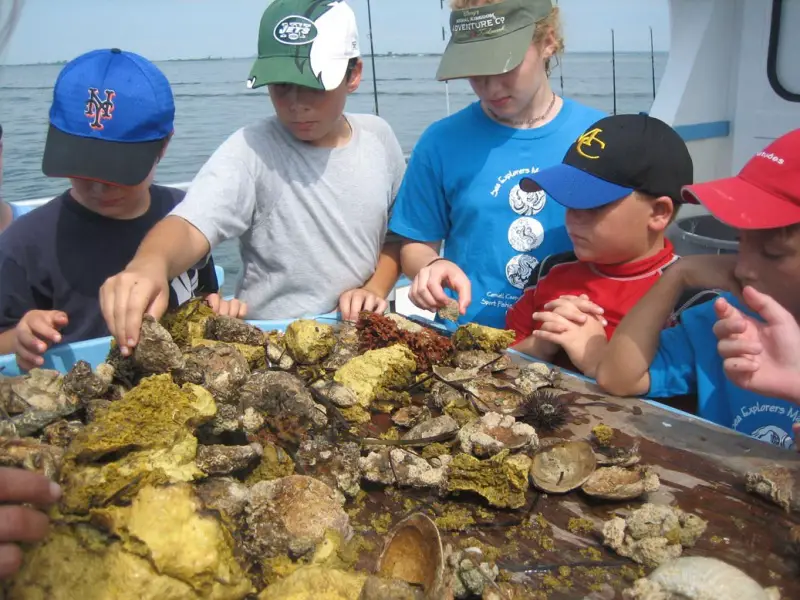 campers examining oysters