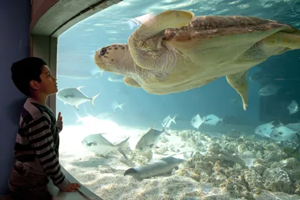 sea turtle at maritime aquarium