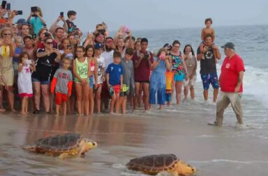 sea-turtle-release