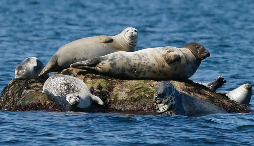 seals on the long island sound