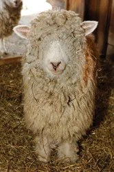 sheep at Prospect Park Zoo