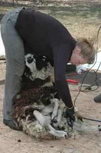 Rainbeau Ridge Sheep Shearing at John Jay Homestead