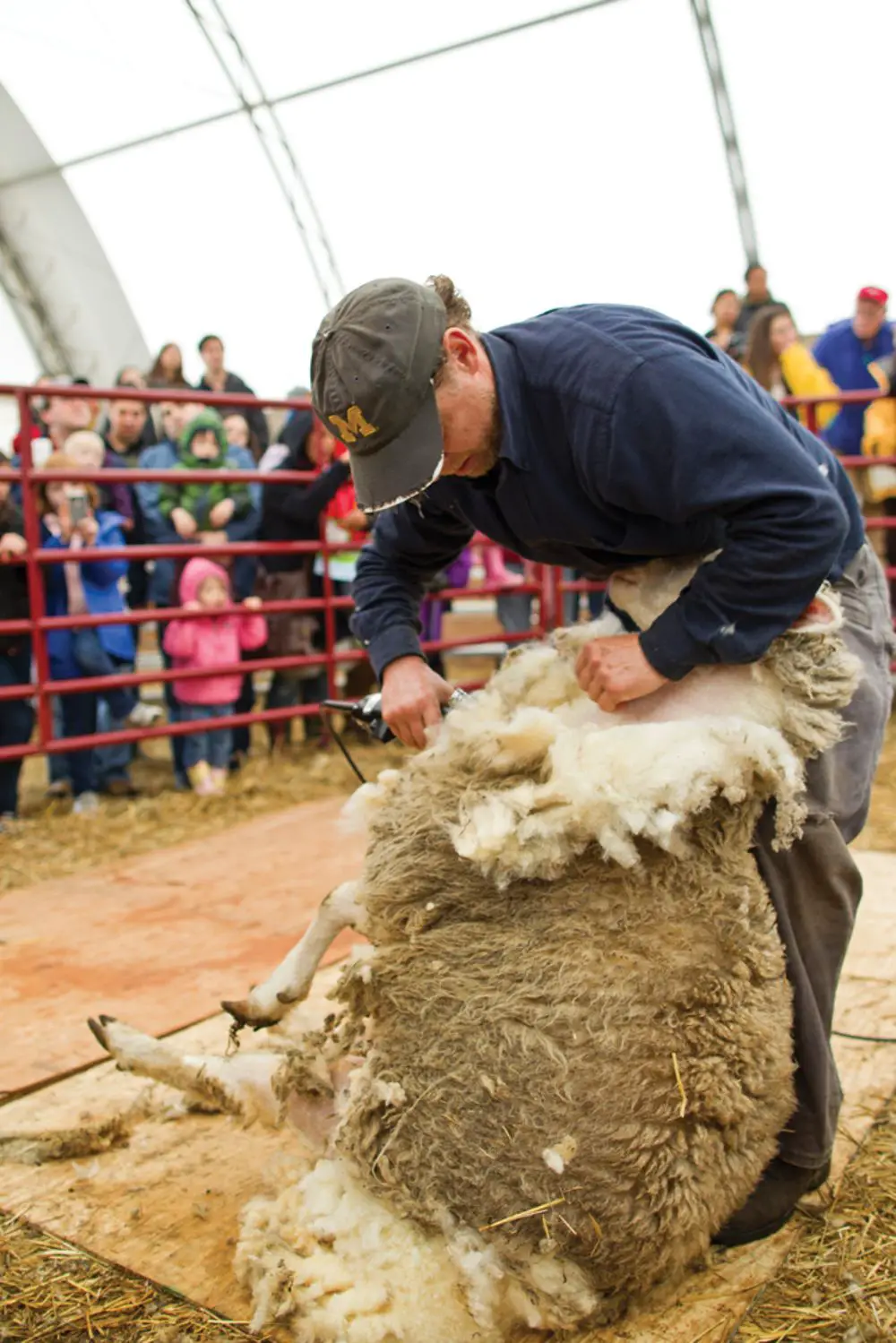 Sheep Shearing Festival Stone Barns