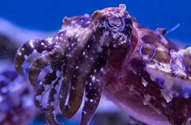 spineless-new-york-aquarium