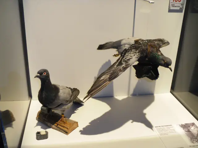spy pigeons from WWII
