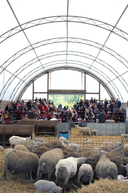 sheep shearing day at stone barns center