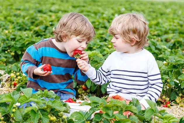 kids picking strawberries