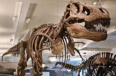 t-rex-amnh