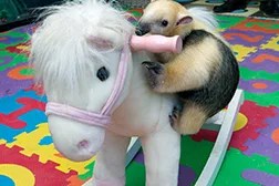 tamandua anteater