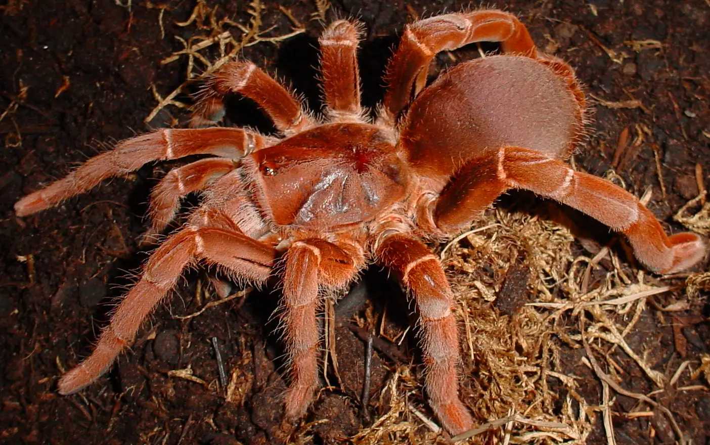brown tarantula spider