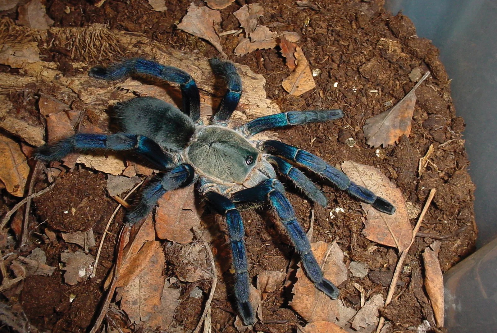 tarantula