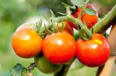 tomatoes-on-vine