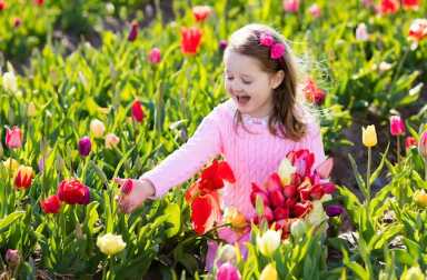 Child,In,Tulip,Flower,Field.,Little,Girl,Cutting,Fresh,Tulips