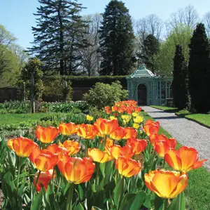 tulips at Old Westbury Gardens