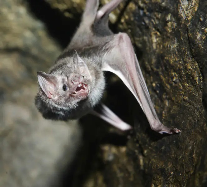 vampire bat