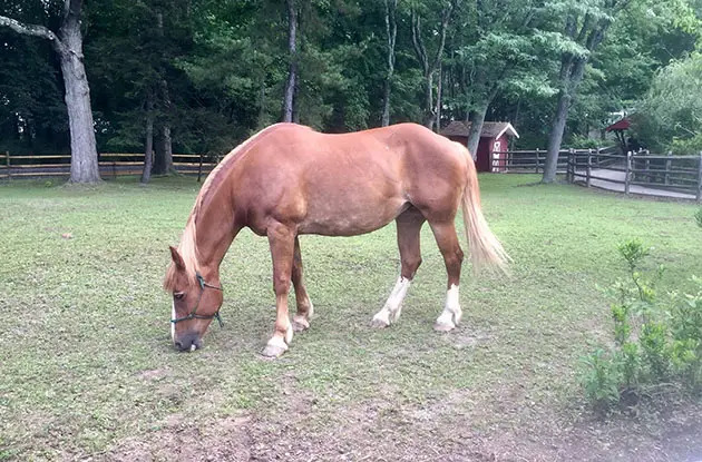 pony rides at van saun county park