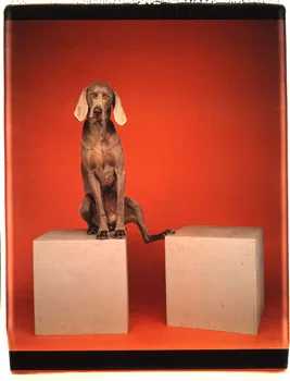 wegman-dogs-pic