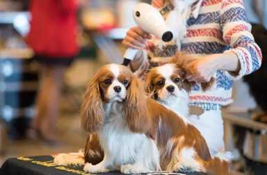 westminster-dog-club