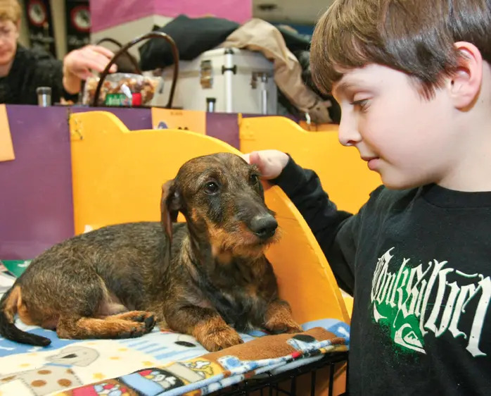 westminster kennel club dog show in nyc