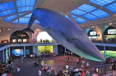 whale-natural-history-museum