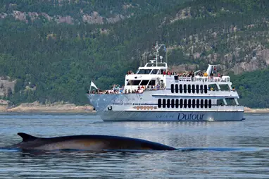 whale watching cruise in quebec