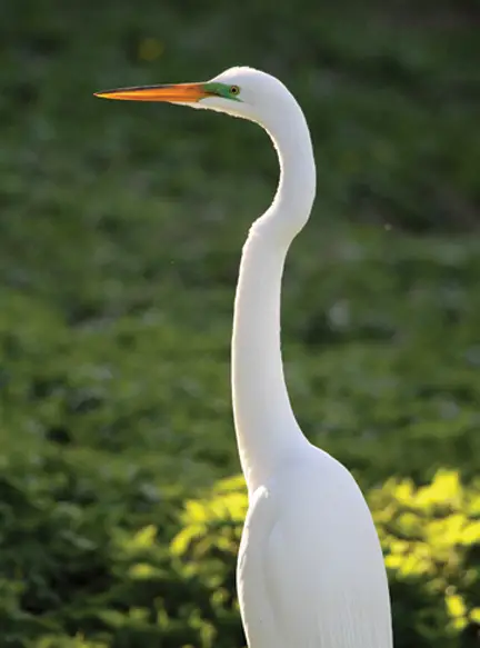 white egret summer bird