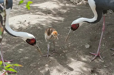 white naped crane chick