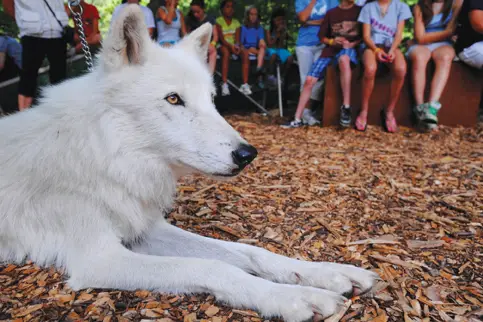 white wolf at conservation center