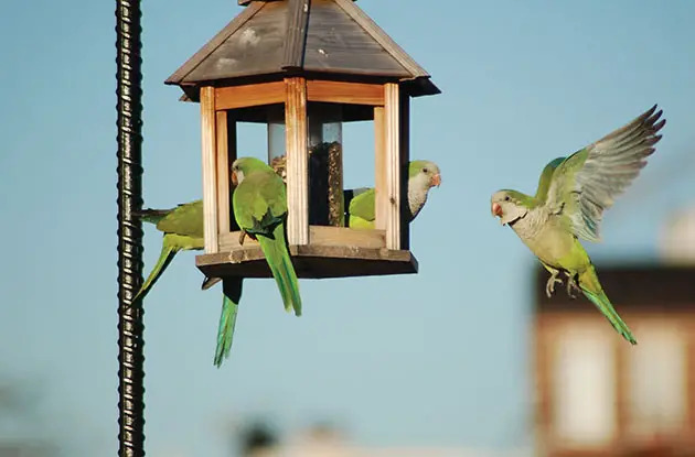 wild monk parakeets brooklyn