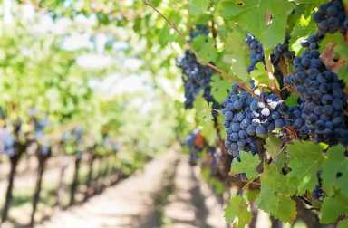 wine-vineyard