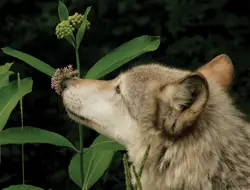wolf smelling a flower
