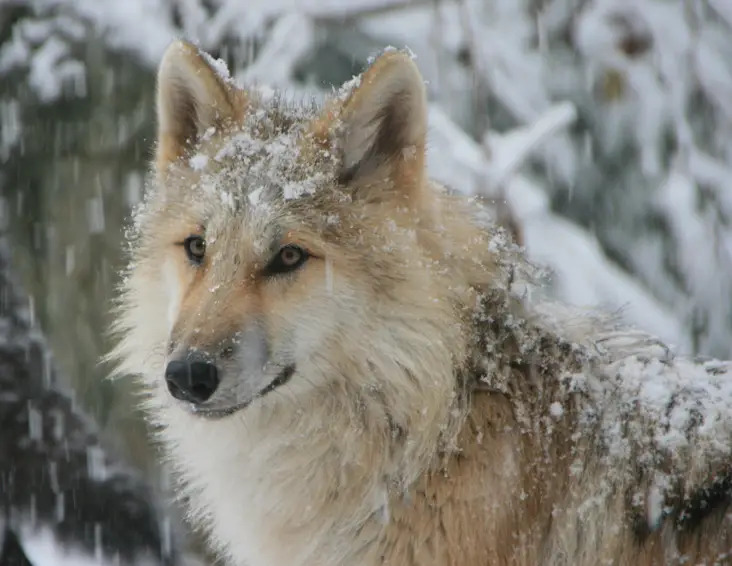 wolf conservation center south salem ny; wolf in winter