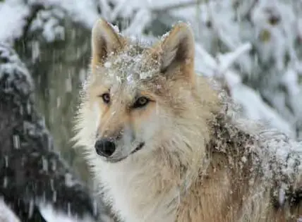 wolf in winter snow