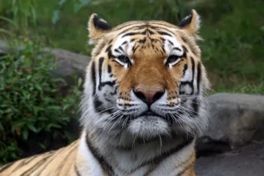 Siberian,”amur”,Tiger,In,The,Bronx,Zoo