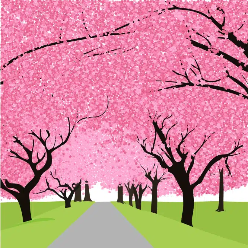 Best Spots to see Cherry Blossoms on Long Island