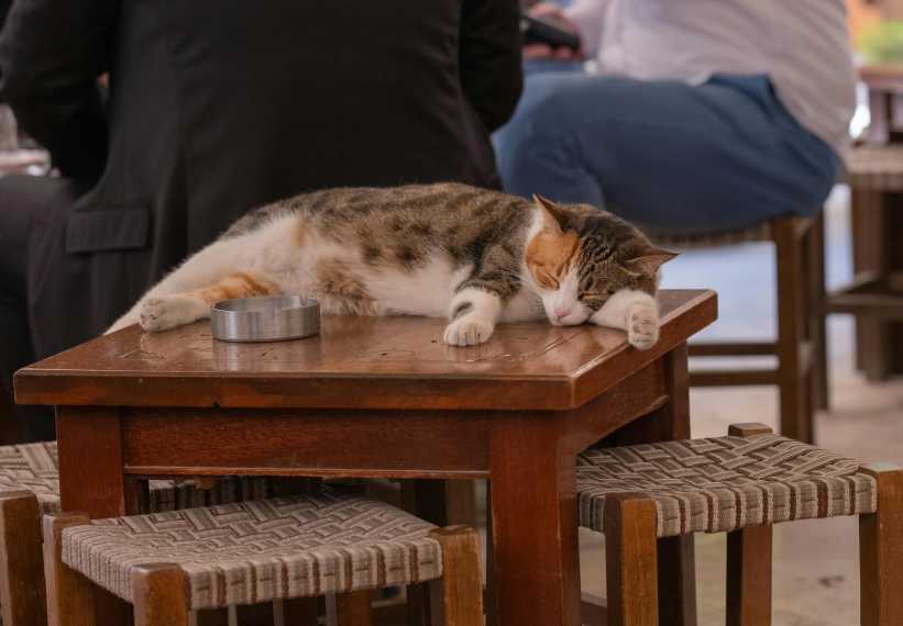 Beautiful tabby and white cat sleeping on a woodne table in a cat cafe