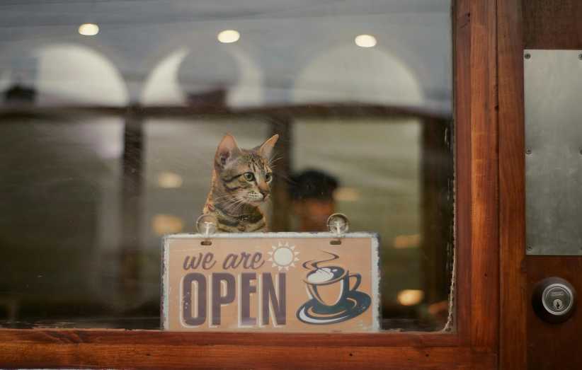 A tabby cat sits on a window ledge behind glass with an "OPEN" sign displaying a coffee cup graphic and the words "we are open."