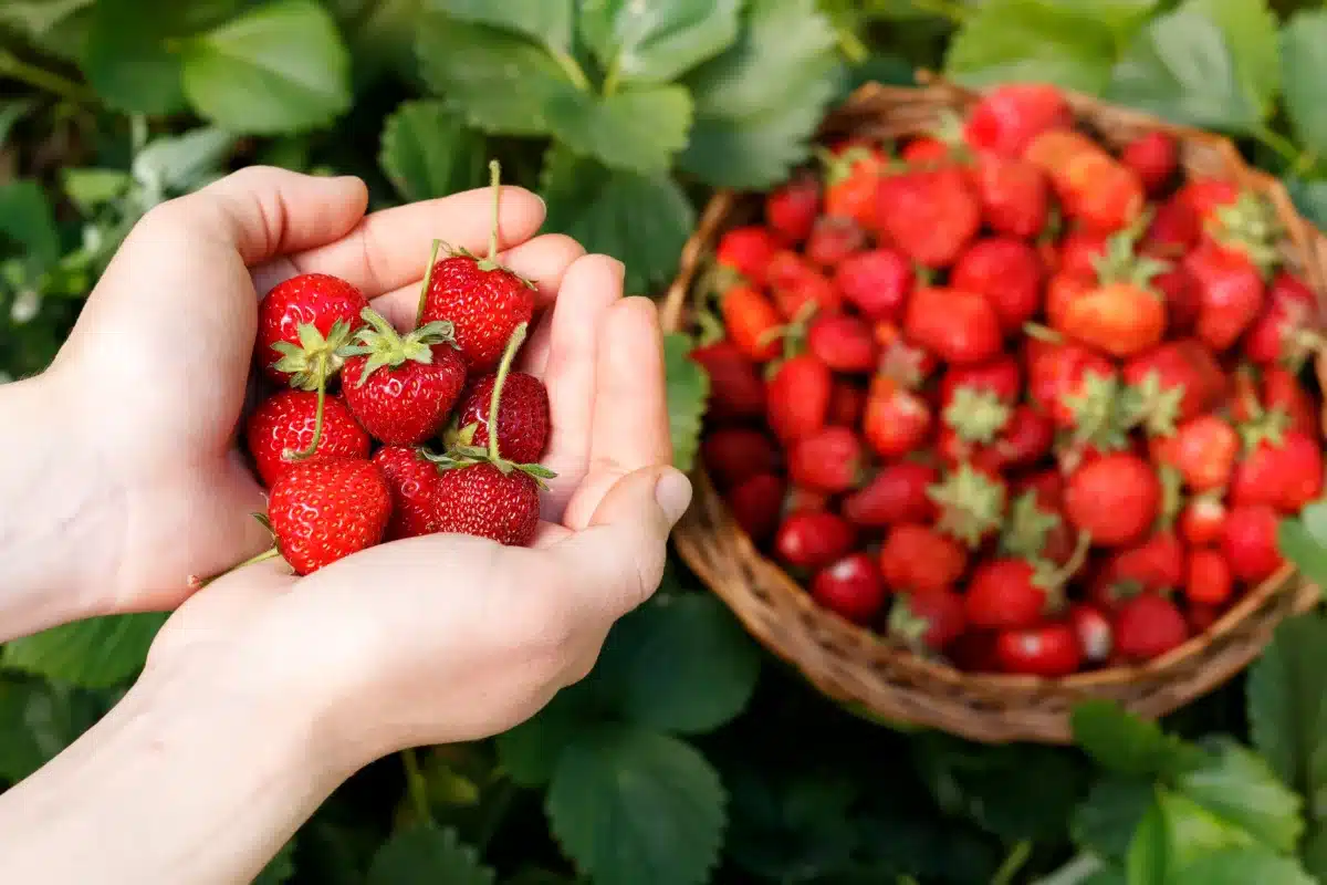Best Strawberry Picking Spots on Long Island