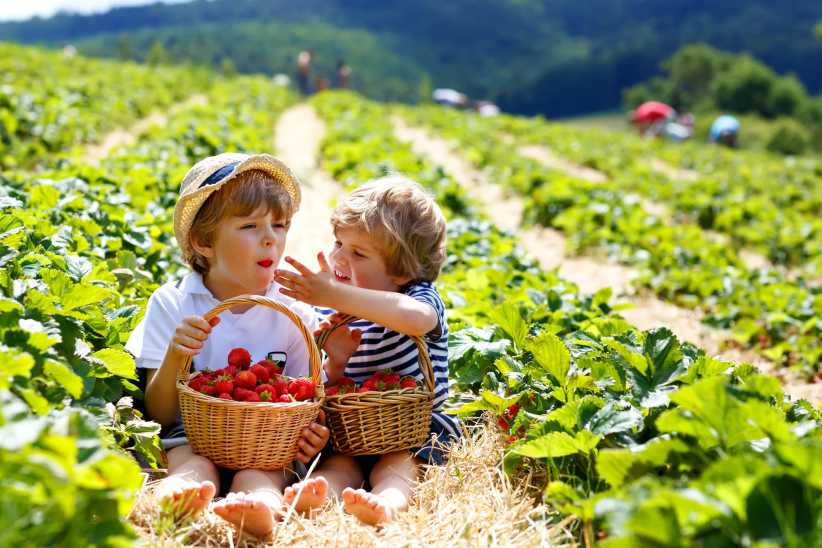 Strawberry Picking Spots Around NYC 2025