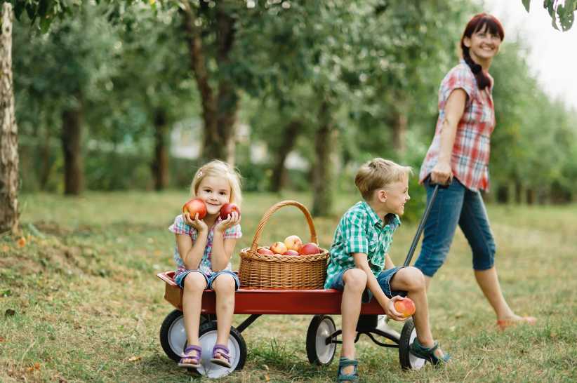 Pick Your Own Farms