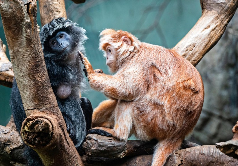 Zoos to Explore in Manhattan, the Bronx, and Beyond